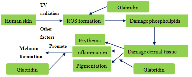 Licorice for skin whitening