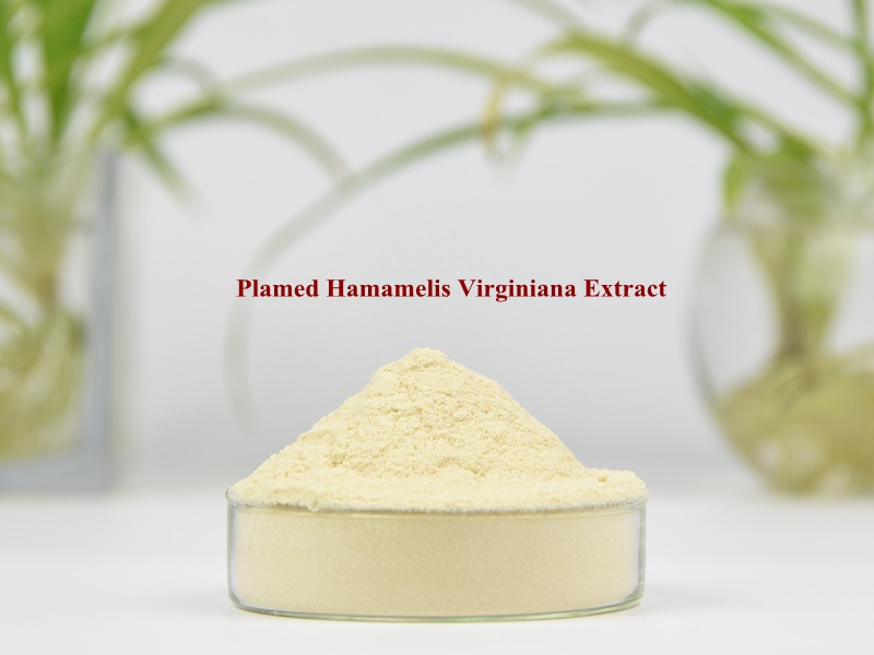Hamamelis Virginiana Extract