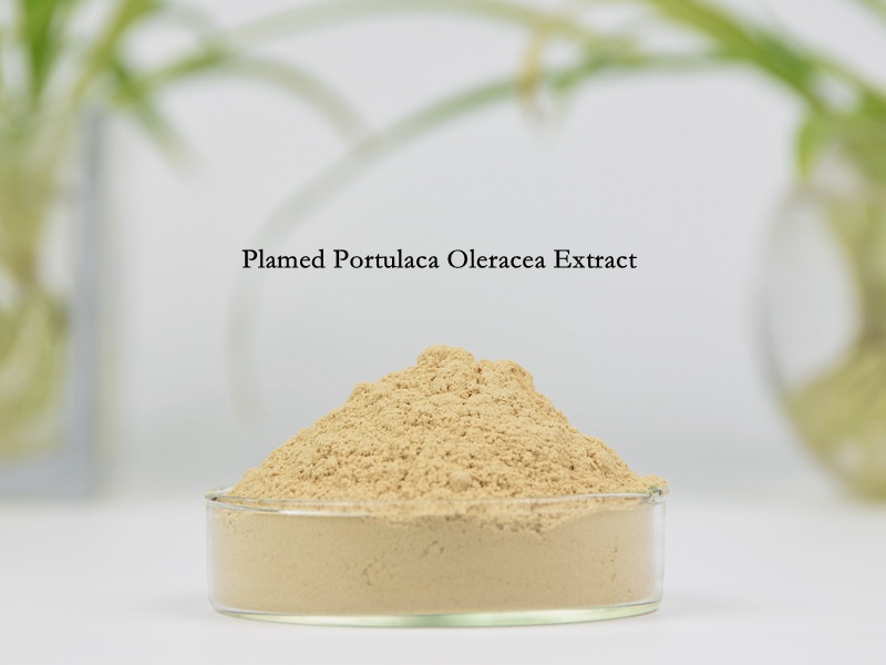 Portulaca Oleracea Extract