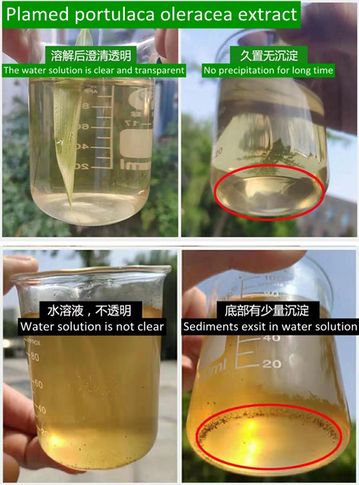 Portulaca oleracea extract water solution
