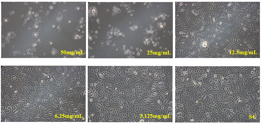 DCR516 no cytotoxicity