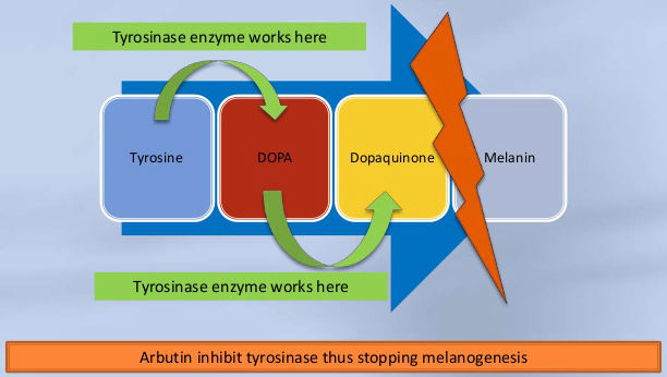 arbutin mechanism action