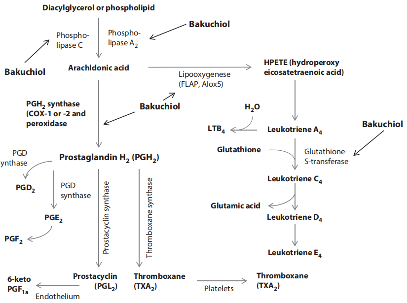 Figure 10. Bakuchiol inhibits multiple sites in pro-inflammatory arachidonic acid pathway