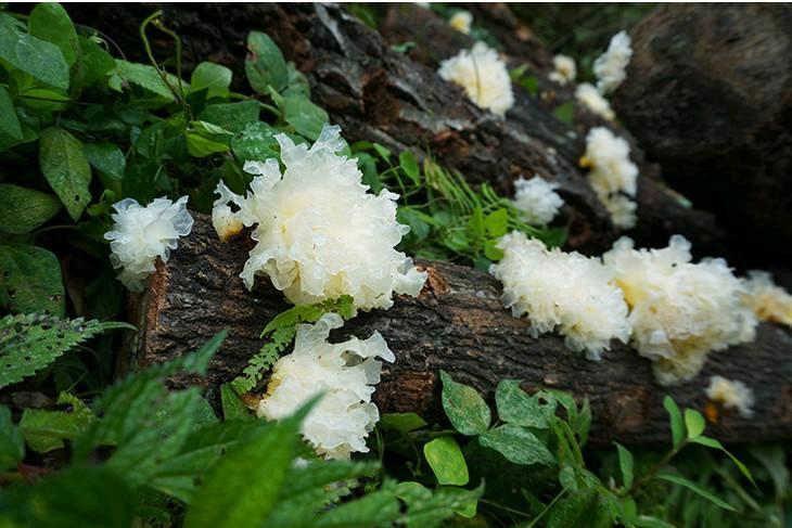 snow mushroom