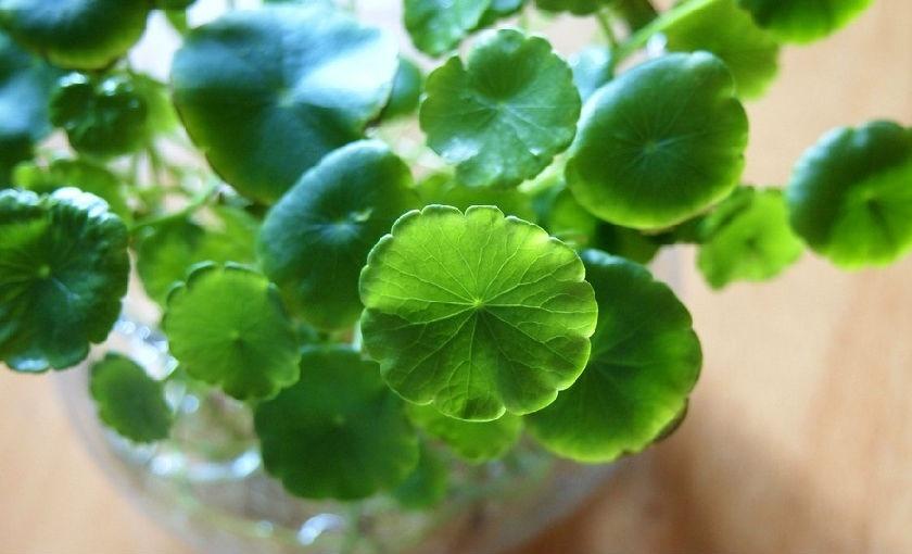 Centella asiatica, also named Gotu Kola