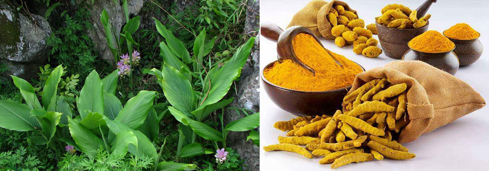 Water-soluble Curcumin Plant Source