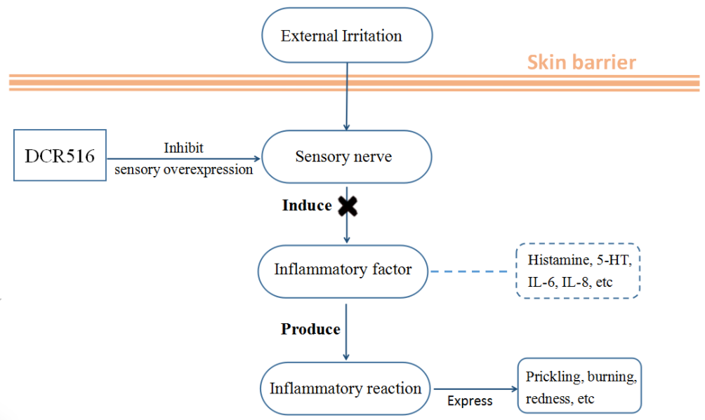 DCR516’s Mechanism for Relieving Skin Allergy