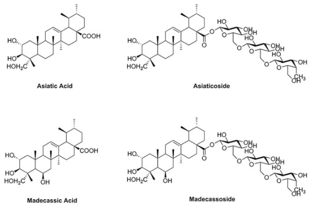 madecassoside, asiaticoside, madecassic acid, and asiatic acid.