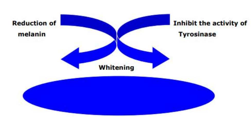 ethyl ascorbic acid whitening action