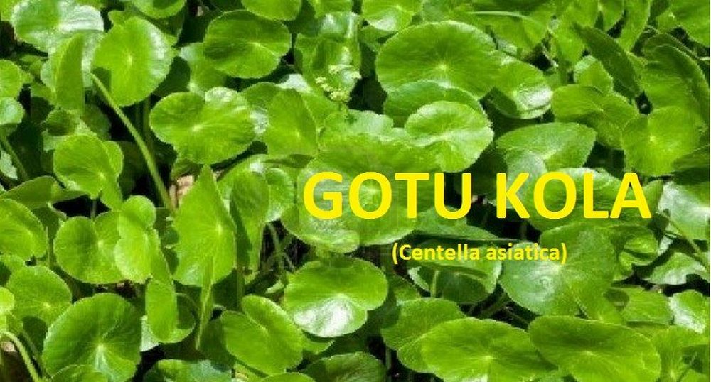 Gotu-kola-herb