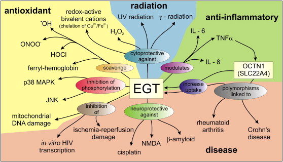 Ergothioneine benefits