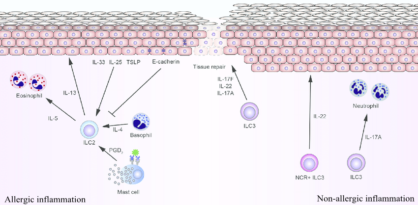 skin-inflammation-In-patients-with-allergic