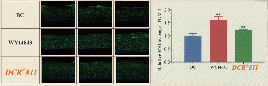 DCR®811 enhances Transglutaminase 1 (TGM-1) by 21%