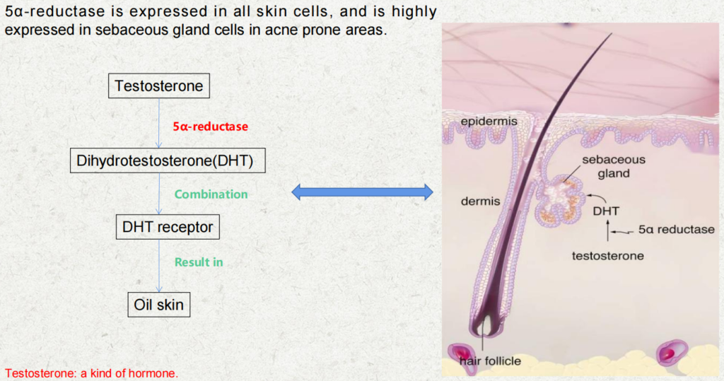 anti-acne raw materials inhibition of 5α-reductase