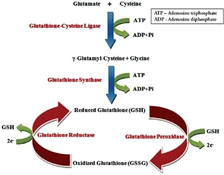 Glutathione Skin Whitening Mechanism