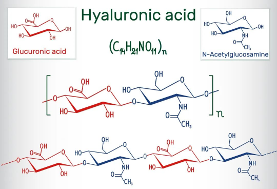 Hyaluronic acid molecular