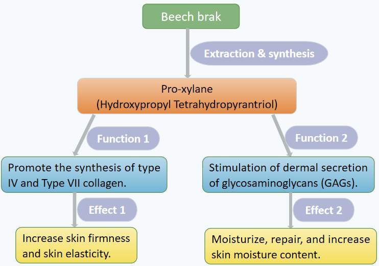 pro-xylane anti-aging uses for skincare