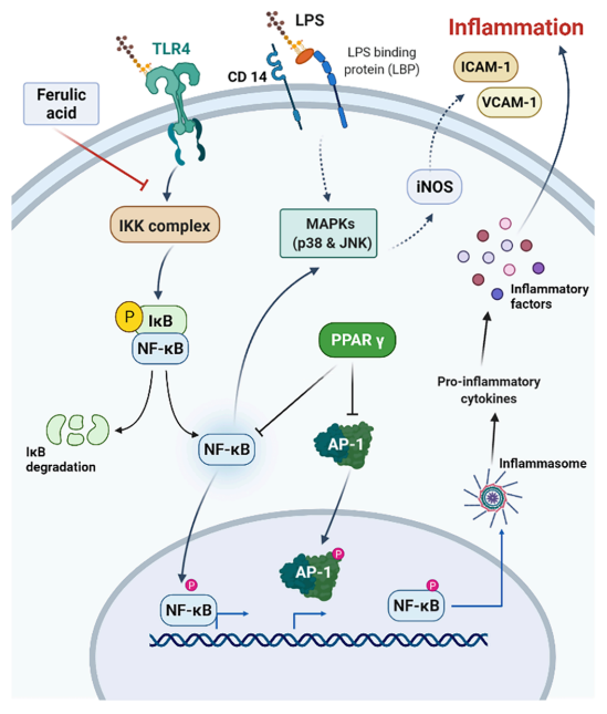 Figure. Ferulic acid benefits in anti-inflammation