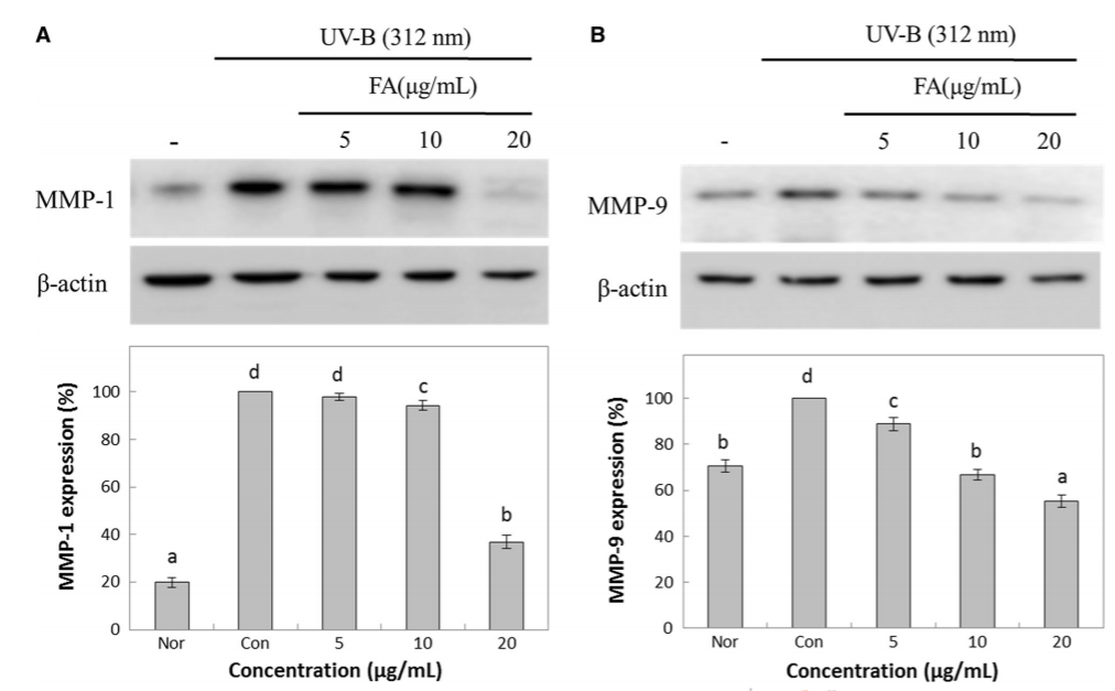 Figure. Ferulic acid benefits in anti-wrinkle