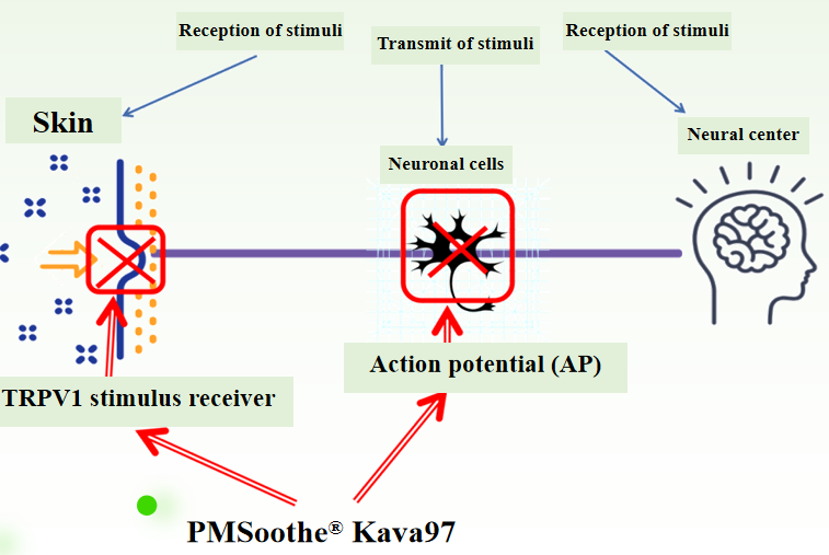 Anti-irritating cosmetics ingredient PMSoothe® Kava97